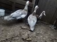 Ducks — Foto 2