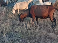 公山羊, Italian Alpine goat — 照片 5