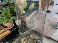 Papuqay 2 si birgə 380 azn — foto 4
