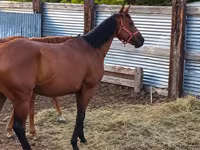 Yegua, Thoroughbred horse — foto 5