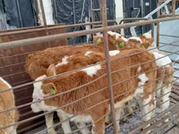 Rinder (Partie, Geschlecht nicht angegeben), Simmental cattle — Foto 6