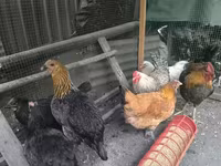 Chickens — 5-сурет