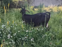 Ешкі, Nubian Goat — 5-сурет