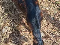 Goat, Alpine goat — photo 4