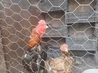 Chickens — الصورة 3
