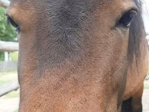 Toychoq, American shetland pony