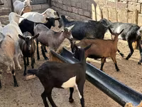 Ziege, Saanen goat — Foto 3