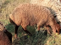 Widder, Schafe — Foto 4