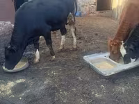 公牛, Cattle — 照片 2
