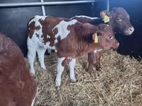 ثور, Simmental cattle — الصورة 3