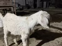 Ziege, Nubian Goat — Foto 1