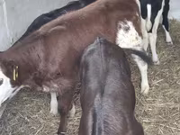 Kuh, Simmental cattle — Foto 1