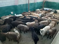 كبش, الأغنام — الصورة 3