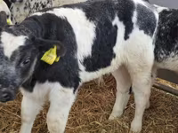 Rinder (Partie, Geschlecht nicht angegeben), Charolais cattle — Foto 3