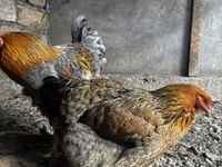 Brahma — Foto 2