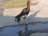 Chickens — फ़ोटो 5