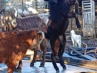 تيس, الماعز — الصورة 1
