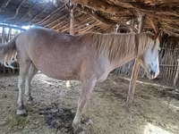 Caballo, Kazakh horse — foto 6