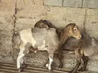 Ram, Arashan sheep — photo 3