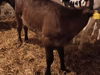 Kuh, Aberdeen-Angus — Foto 3