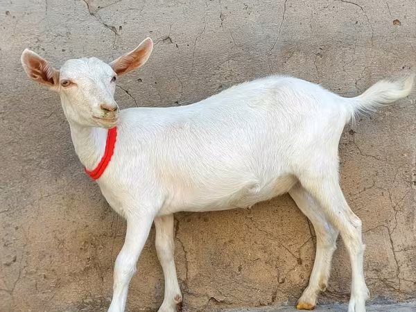 Cabra, Saanen goat