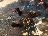 Ducks — 照片 2