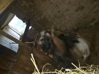 Dişi keçi, Alpine goat — foto 5