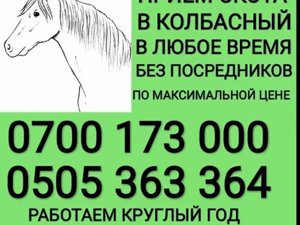 Лошади