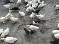 Ducks — foto 2