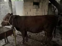 ثور, الماشية — الصورة 4
