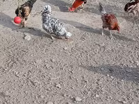 Chickens — Foto 4