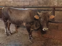 Bulle, Aberdeen-Angus — Foto 3