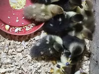 Ducks — 3-rasm
