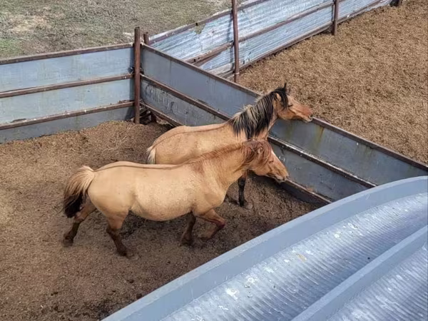 Caballo, Mugalzhar horse