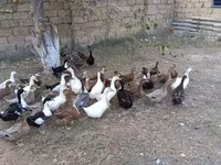 Deutscher Pekin — Foto 2