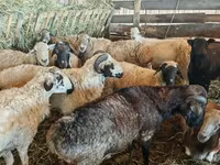 أغنام (دفعة، الجنس غير محدد), Hissar sheep — الصورة 6