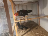 Chickens — foto 4