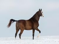 فرس, Akhal-Teke — الصورة 2
