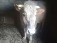 Toro, Ganado vacuno — foto 4
