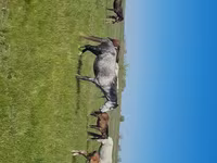 Yegua, Kazakh horse — foto 1