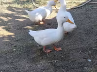Ducks — 1-сурет