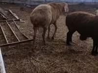 मेढ़ा, Arashan sheep — फ़ोटो 2