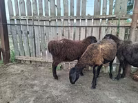 Cabro, Cabras — foto 6