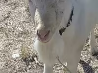 Ziegenbock, Saanen goat — Foto 2
