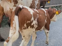 بقرة, Simmental cattle — الصورة 4