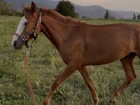 حصان, Tiger horse — الصورة 2