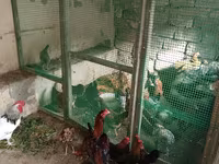 Japanisches Bantam — Foto 1