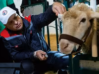 Widder, Kazakh fat-tailed coarsewool sheep — Foto 1