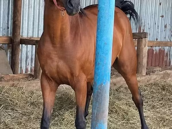 Кобила, Thoroughbred horse