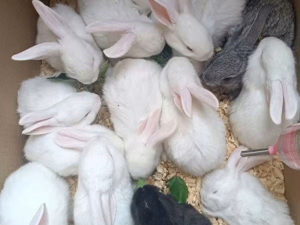 Dovşan yemləri 1-kq 2-azn. Sadə Dovşan 🐰 yemi 2-azn. vitaminli yemlər